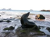 Galapagos 6-2-10 Bartolome Sea Lion and Boats I walked to the far end of the beach where a sea lion was basking in the shade of Pinnacle Rock, with the boats bobbing in the water nearby.